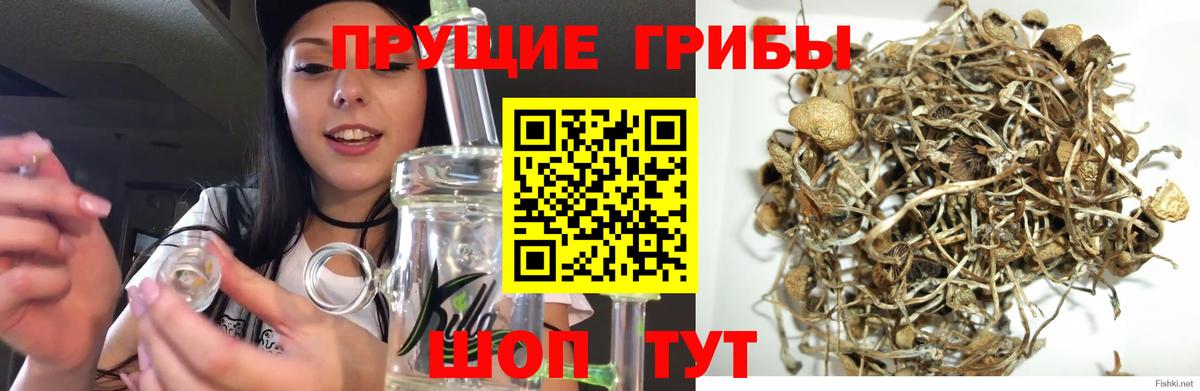 Псилоцибиновые грибы Cubensis  Вход с VPN  Выкса 